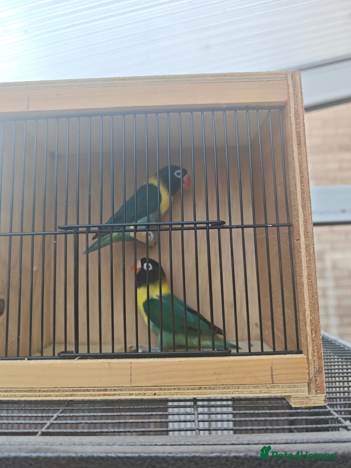 Lovebirds birds Breeding pair of lovebirds with DNA turquoise - Advert 1
