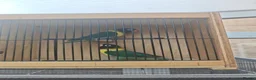 Lovebirds birds for sale: Breeding pair of lovebirds with DNA turquoise - Advert 1