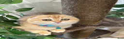 Scottish Fold cats for sale: Champion BL Stunning Scottish kittens  - Advert 21