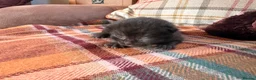 Mixed Breed cats for sale: Beautiful British Shorthaired Cross Kittens - Advert 23