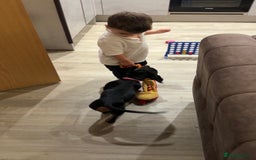 Dachshund dogs for sale: 14 Week old Dachshund Playful & Potty Trained - Image 2