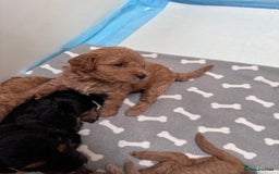 Cockapoo dogs for sale: Adorable cockapoo puppies for sale  - Image 13