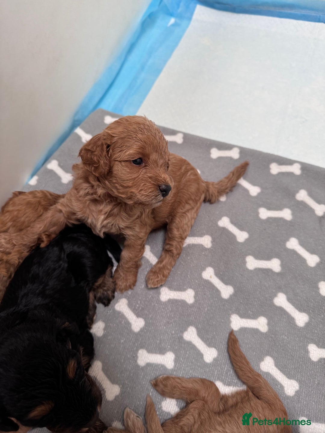 Cockapoo dogs for sale: Adorable cockapoo puppies for sale  - Image 13