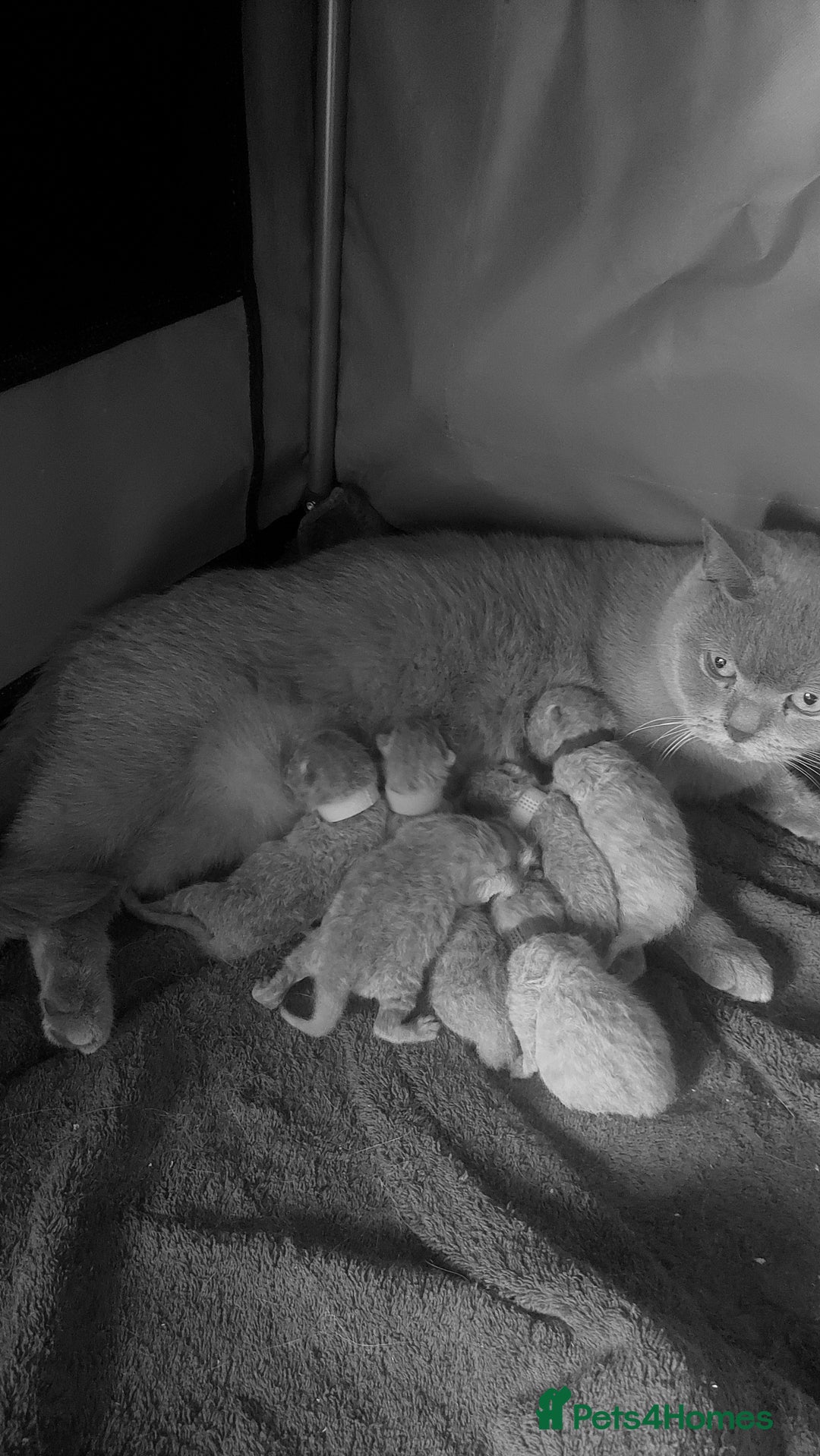 British Shorthair cats for sale: 🩶🐈🐾 Stunning BSH Kittens 🩶🐈🐾 - Image 30