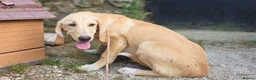 Mixed Breed dogs for adoption: Cantania in Norwich - Advert 2