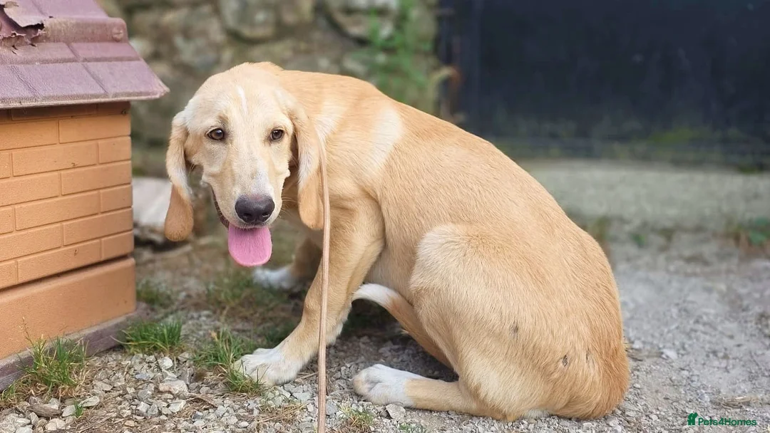 Mixed Breed dogs for adoption: Cantania in Norwich - Advert 2