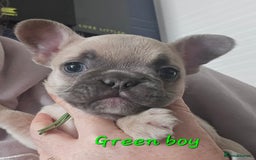 French Bulldog dogs for sale: Beautiful French bulldog puppies - Image 17