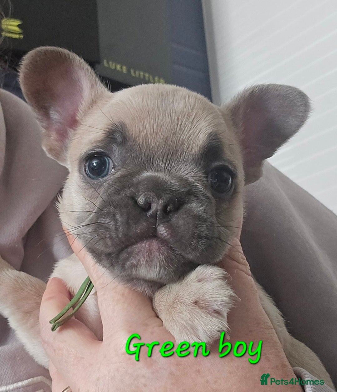 French Bulldog dogs for sale: Beautiful French bulldog puppies - Image 17