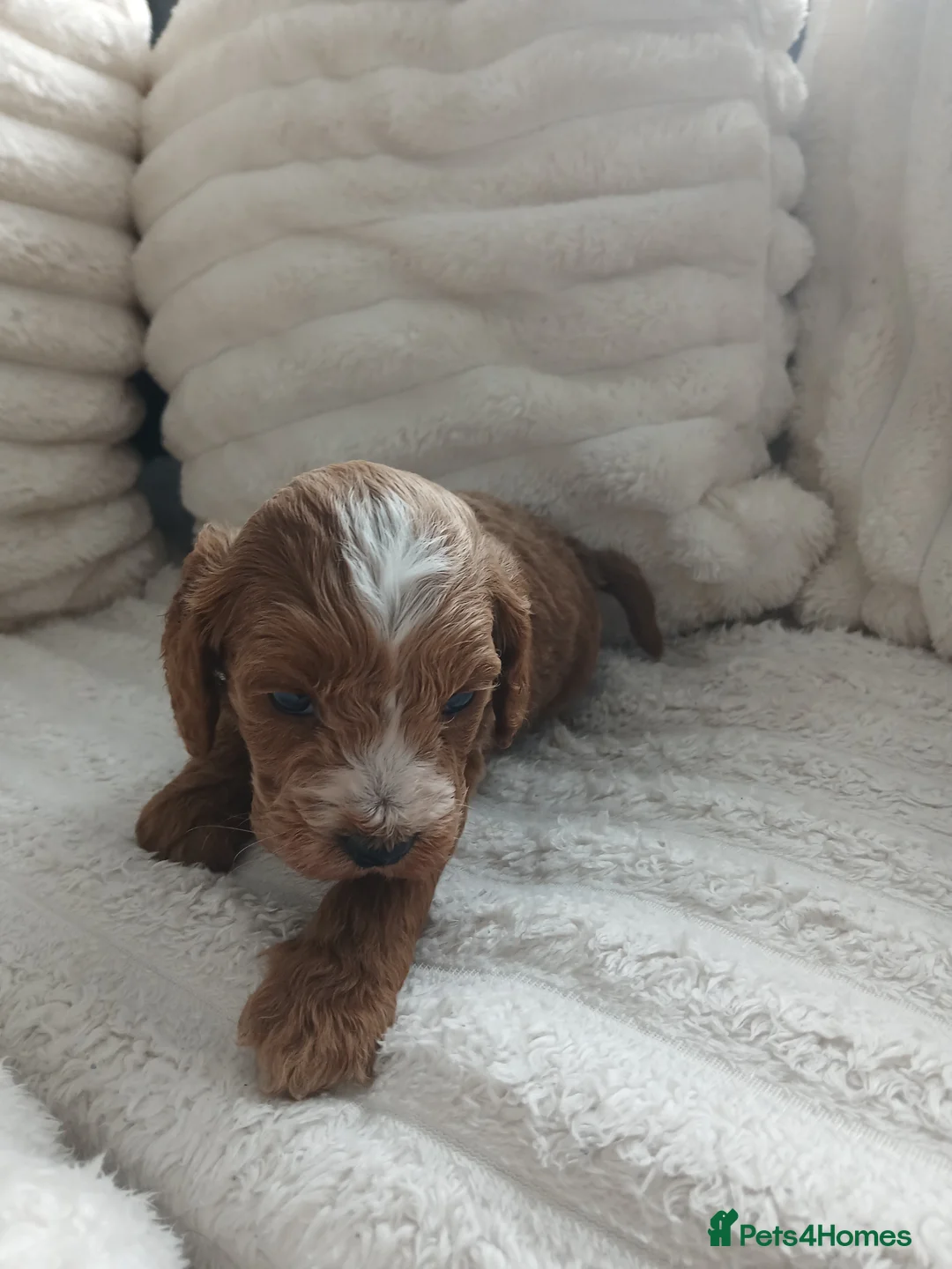 Cockapoo dogs for sale: Red and apricot cockedpoo puppys - Advert 21