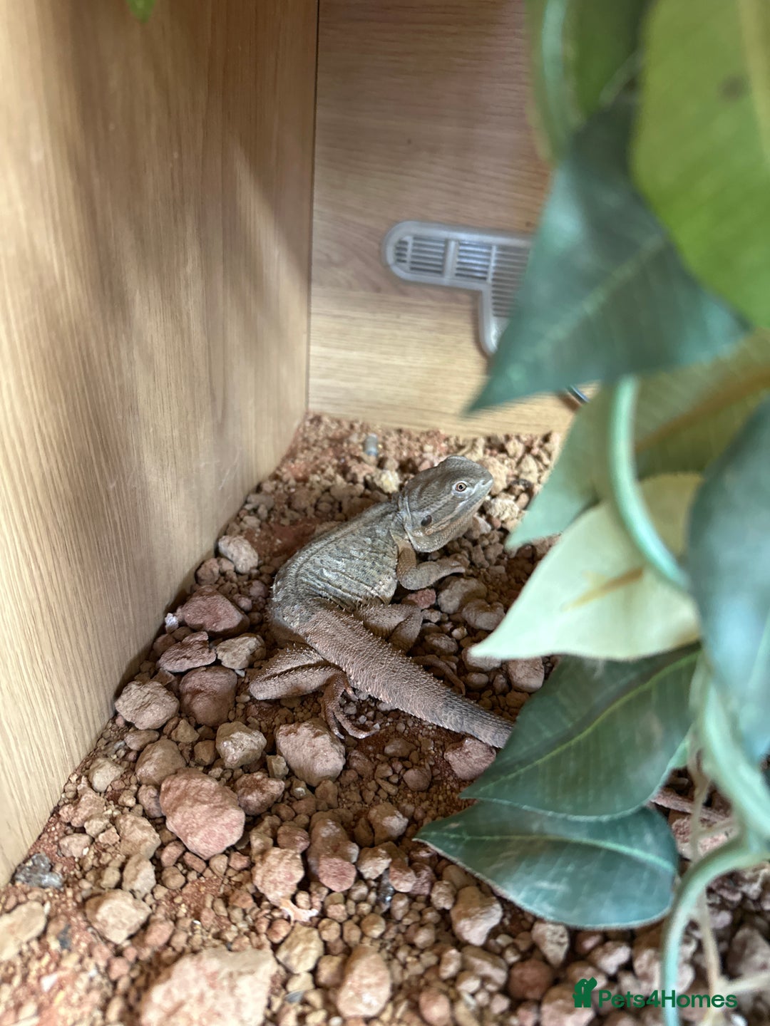 Bearded Dragon reptiles for sale: Rankins dragon and set up  in Mansfield - Image 1