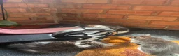 Domestic Shorthair cats for sale: Ms Smith  in Nottingham - Advert 5