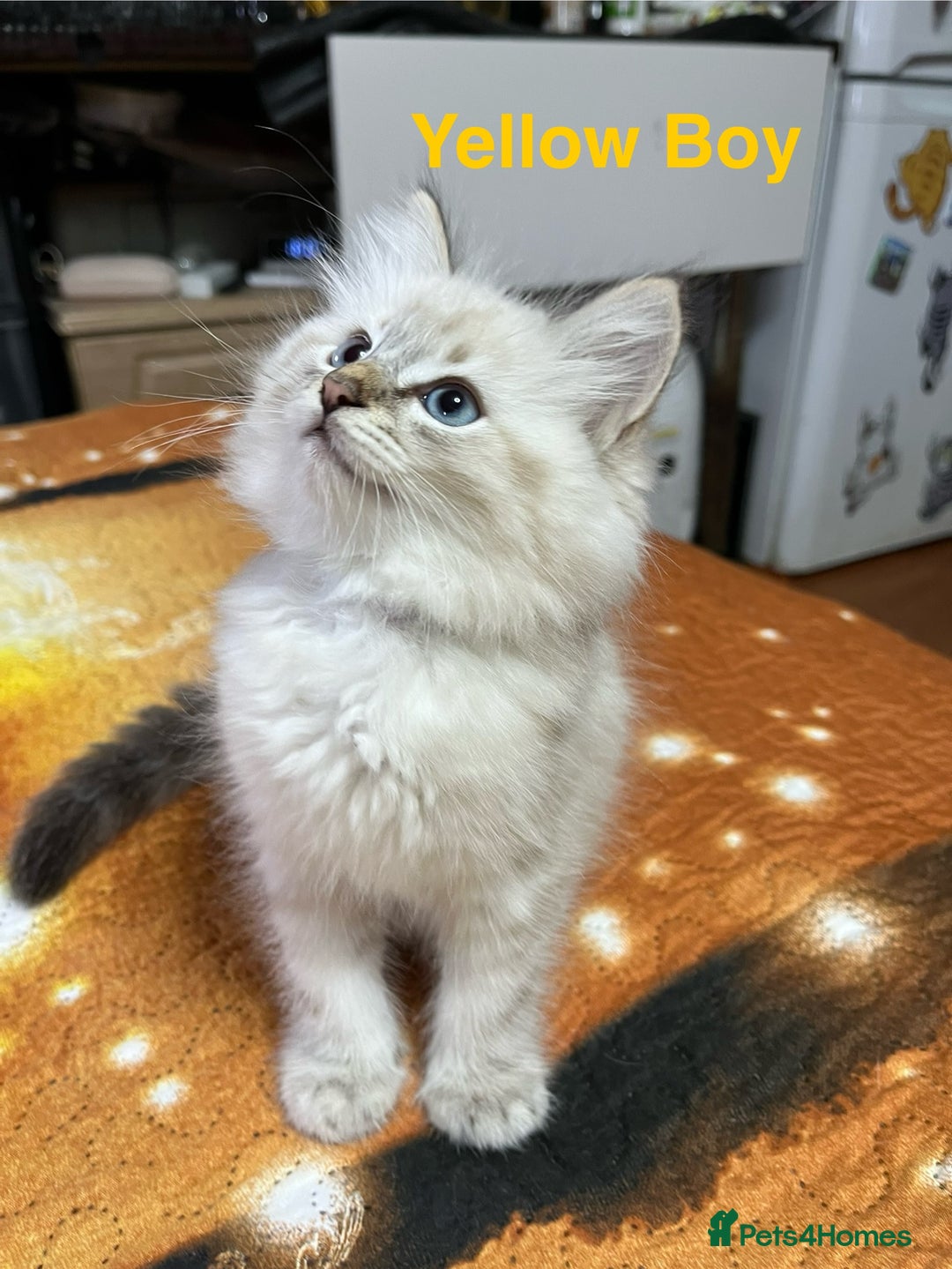 Ragdoll cats for sale: ❗️❤️5 Incredibly Beautiful Ragdoll Kittens❤️🐈  - Image 17