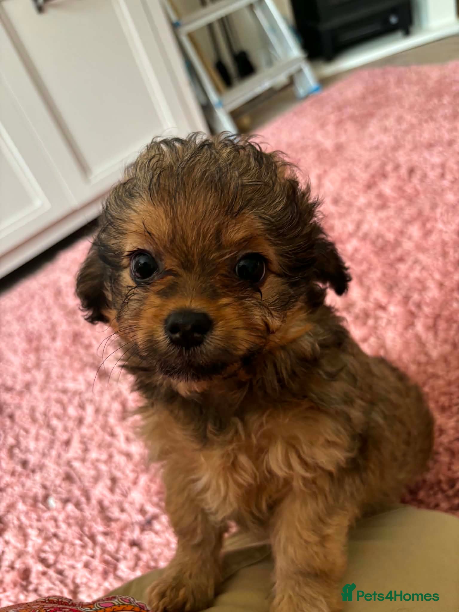 Chipoo dogs Beautiful F1 Chipoo Girls. Looking for 100% Homes. - Advert 2