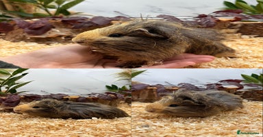 Guinea Pig rodents - Advert 4