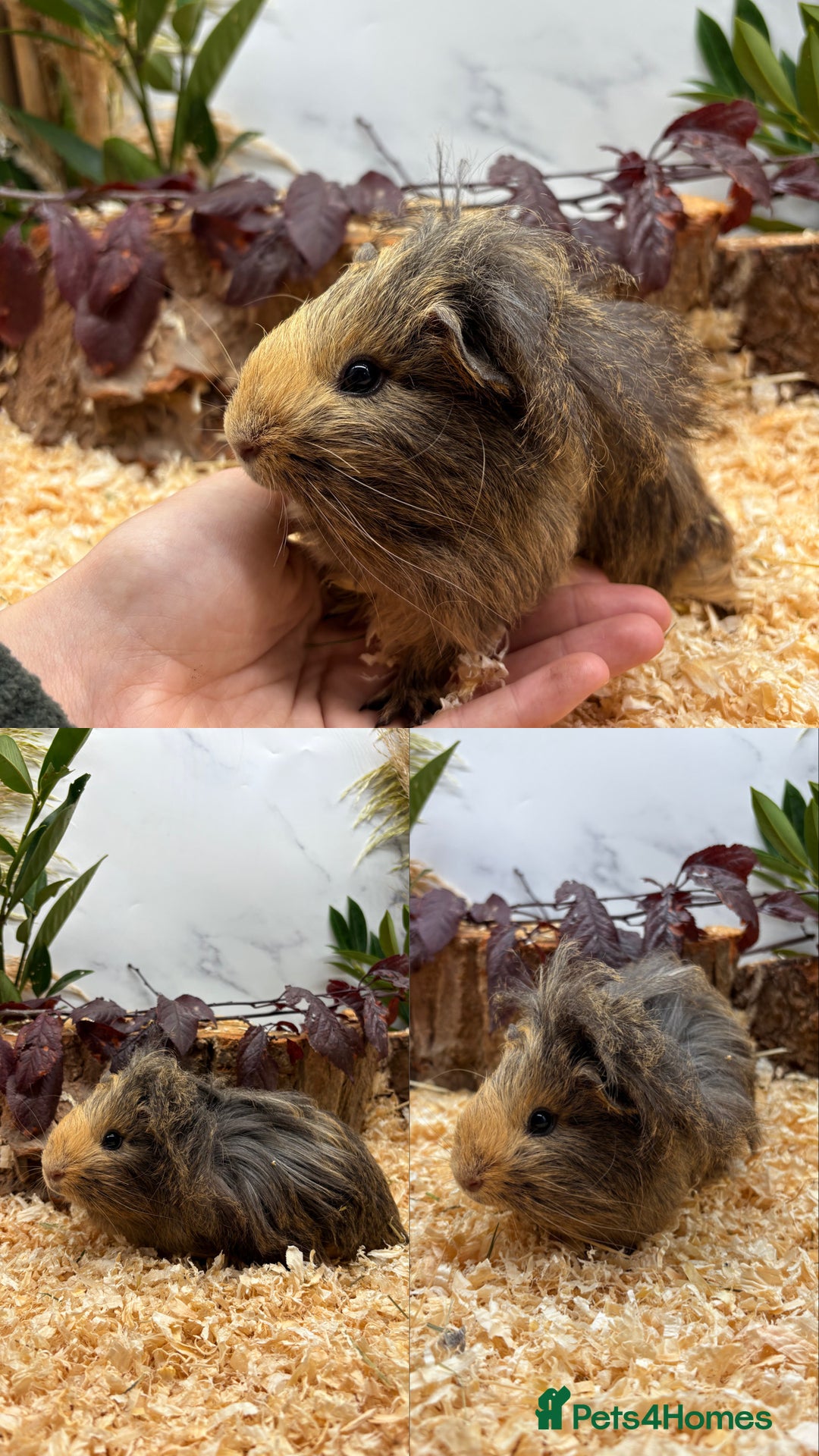 Guinea Pig rodents for sale: ✨Lots of Baby boy Guinea Pigs ✨🐹🩵 - Image 2