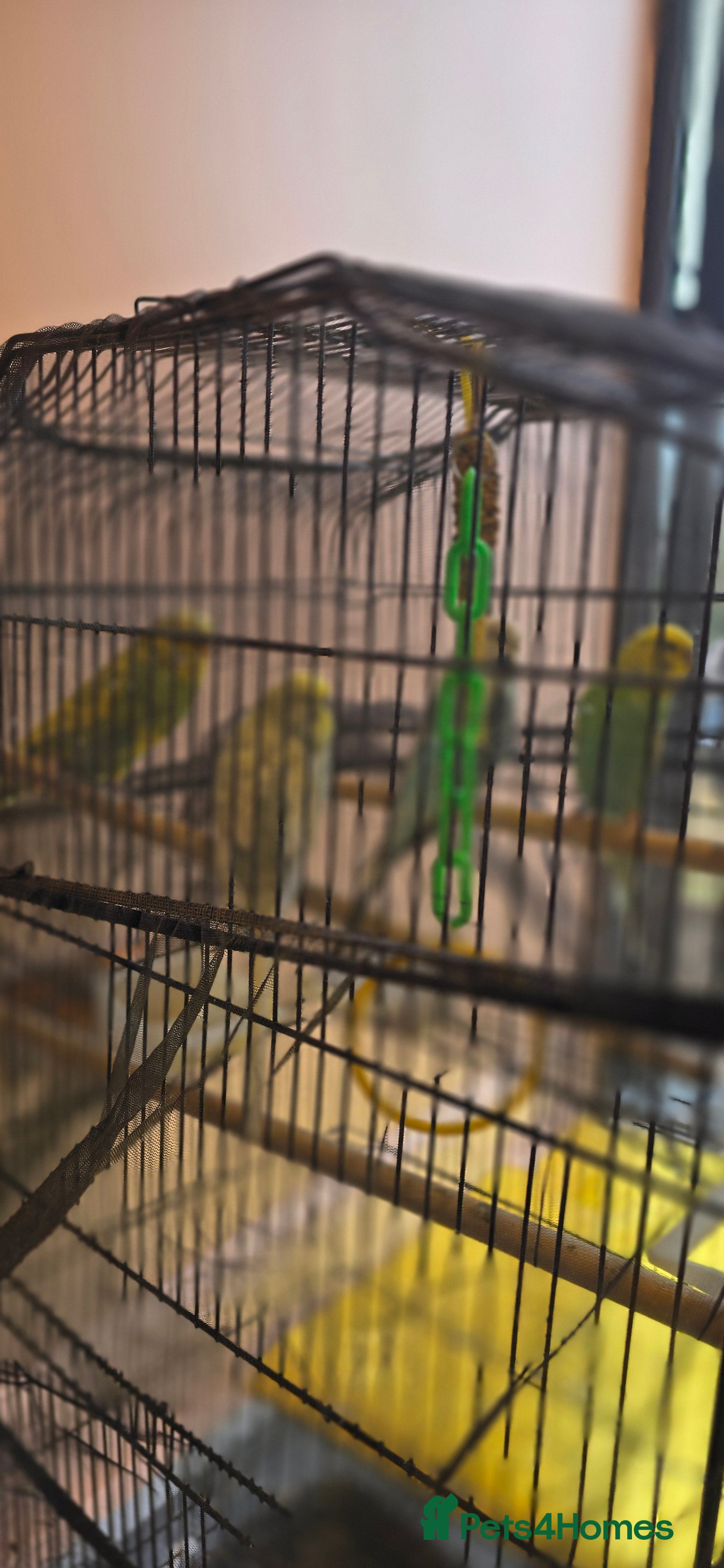 Budgerigars birds Budgies  - Advert 2