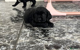 Cockalier dogs for sale: Cavalier x cocker spaniel puppies  - Image 14