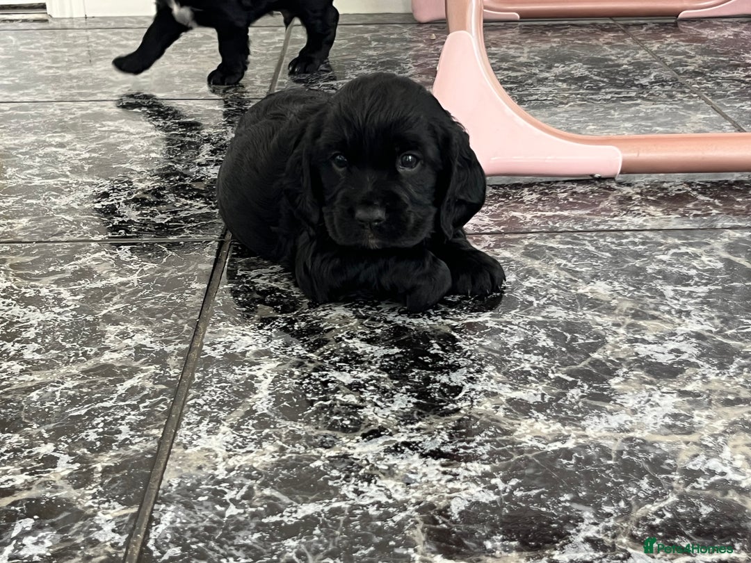 Cockalier dogs for sale: Cavalier x cocker spaniel puppies  - Image 14