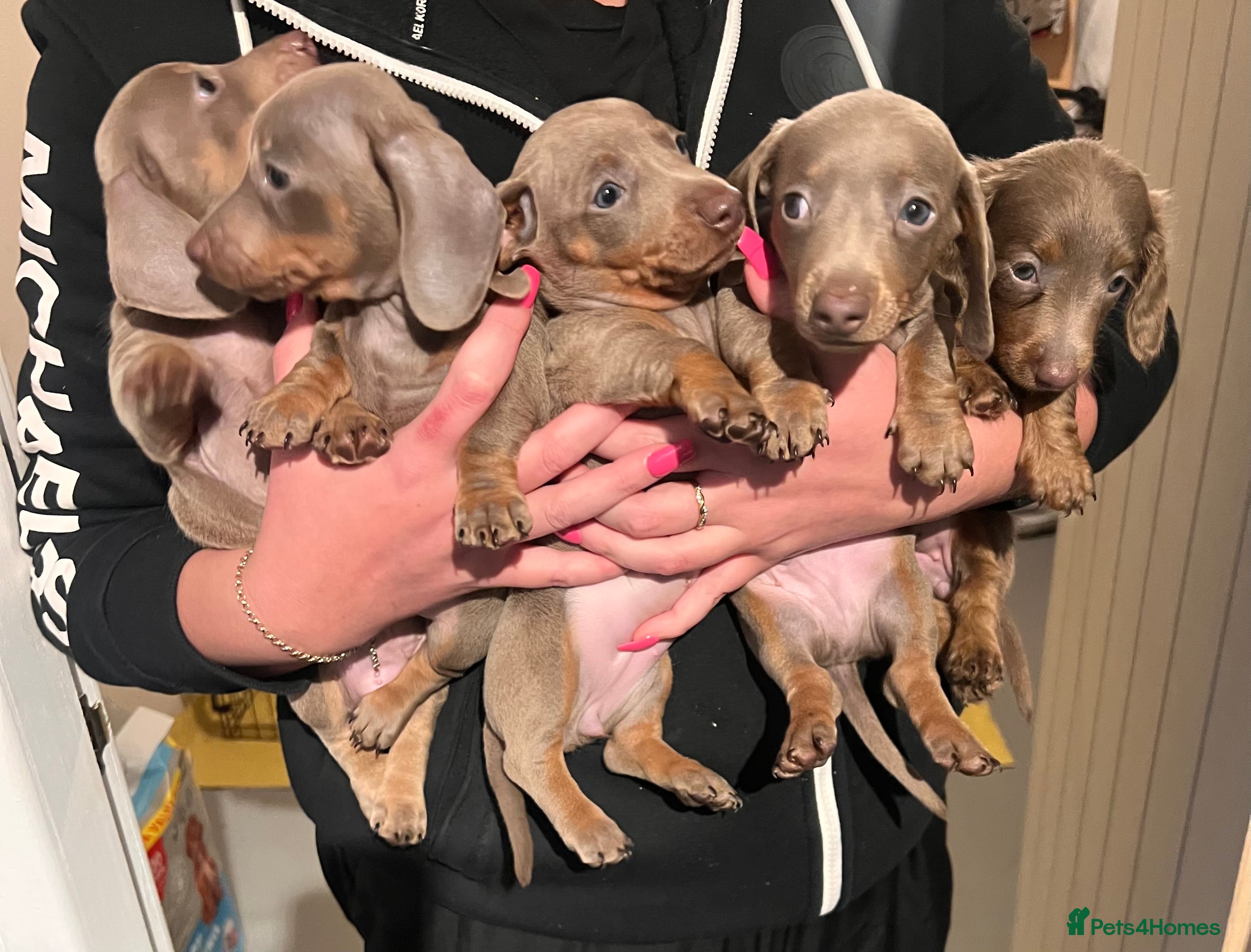 Miniature Dachshund dogs Isabella & Tan Mini Dachshund puppies 🤎 - Advert 15