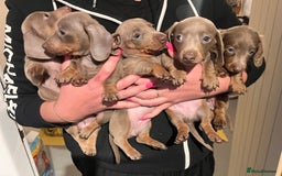 Miniature Dachshund dogs for sale: Isabella & Tan Mini Dachshund puppies 🤎 - Advert 1
