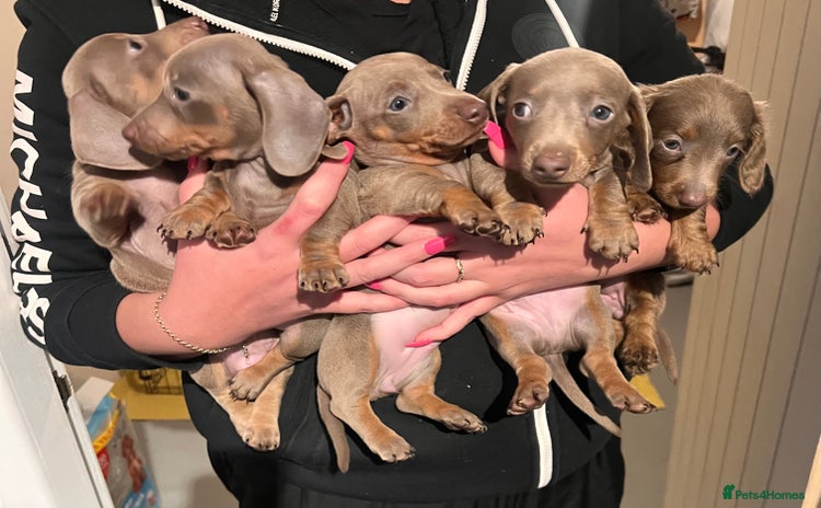 Miniature Dachshund dogs Isabella & Tan Mini Dachshund puppies 🤎 - Advert 1