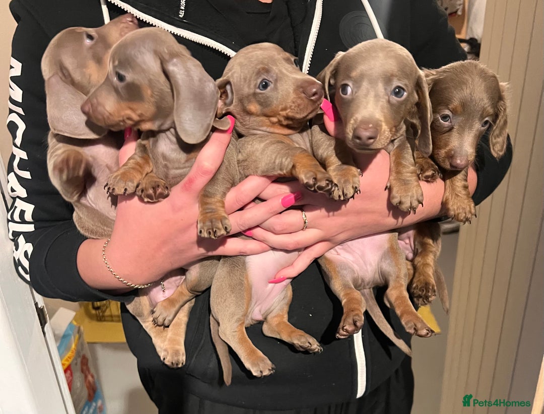 Miniature Dachshund dogs for sale: Isabella & Tan Mini Dachshund puppies 🤎 - Advert 1