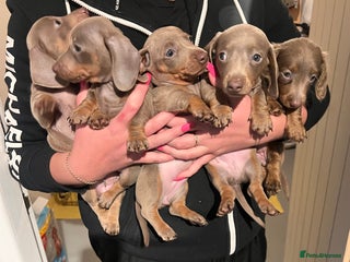 Miniature Dachshund dogs Isabella & Tan Mini Dachshund puppies 🤎 - Advert 1