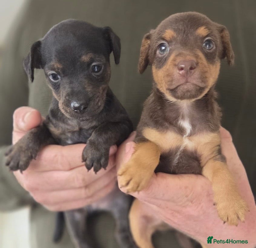 Mixed Breed dogs Beautiful Lakeland Terrier/Poodle Puppies - Advert 1
