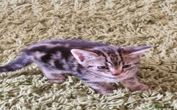 Mixed Breed cats for sale: Kittens - Image 19
