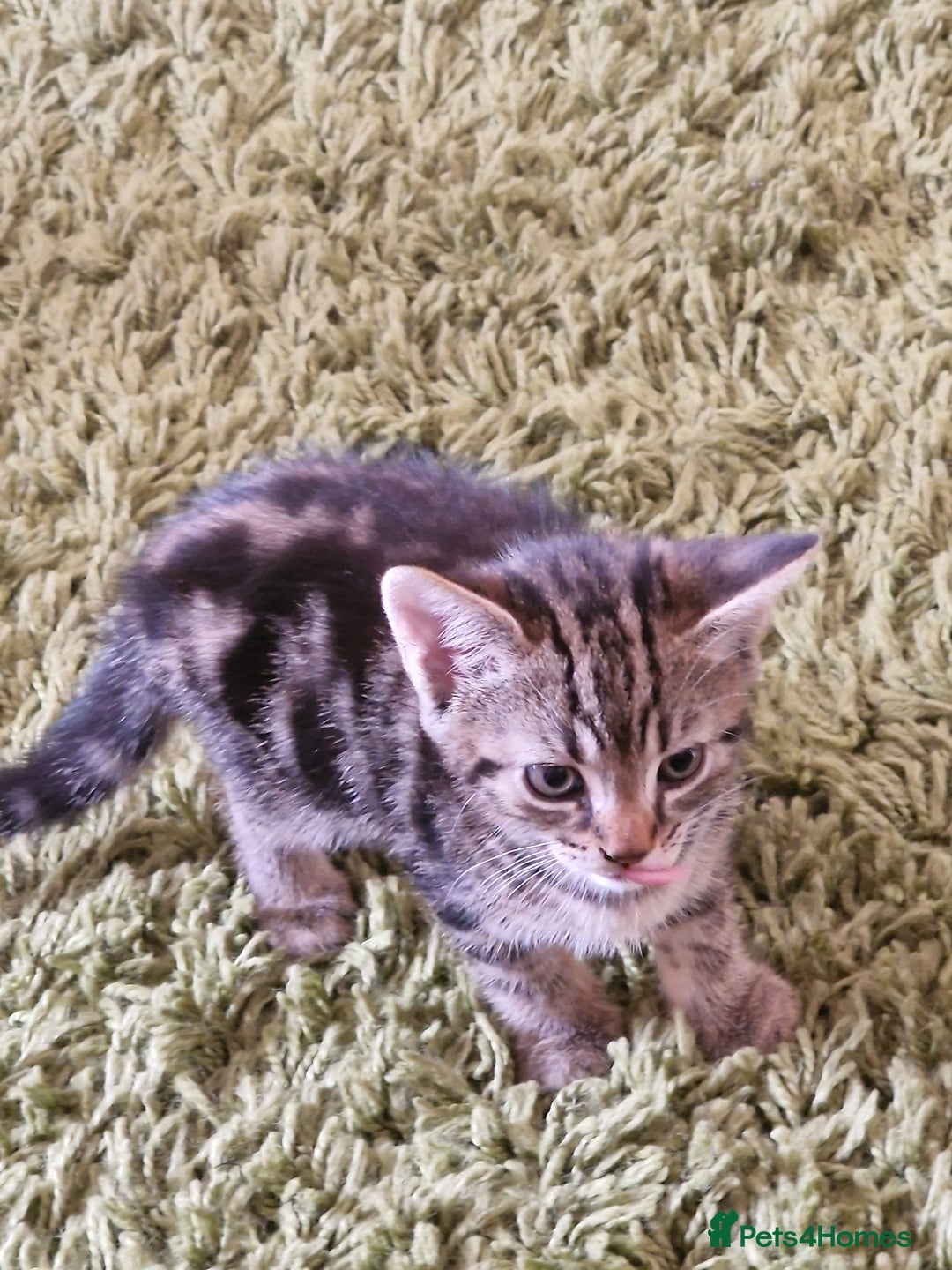 Mixed Breed cats for sale: Kittens - Image 19