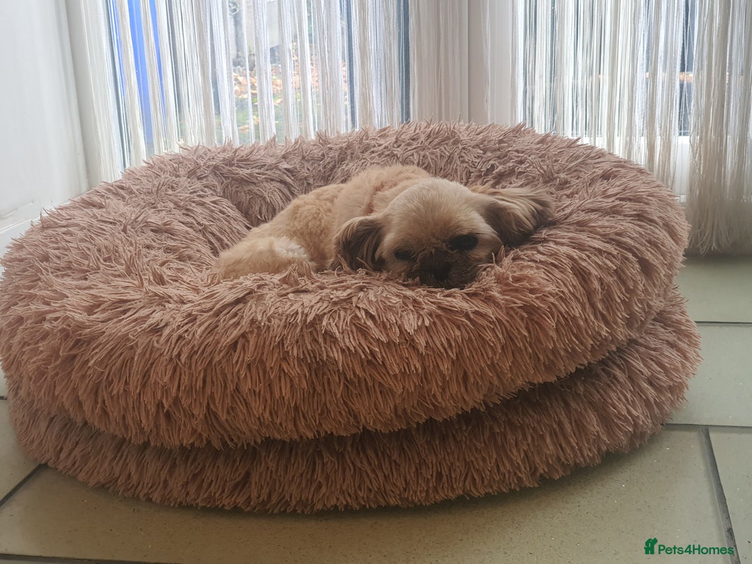 Shih Tzu dogs for sale: Shih Tzu female  - Image 1