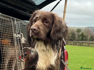 Cocker Spaniel dogs MERLE cocker spaniel at stud in Rowlands Gill - Advert 12