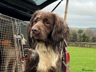 Cocker Spaniel dogs MERLE cocker spaniel at stud in Rowlands Gill - Advert 17