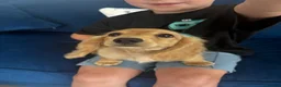 Miniature Dachshund dogs for sale: Pure Cream female mini dachshund  - Advert 9