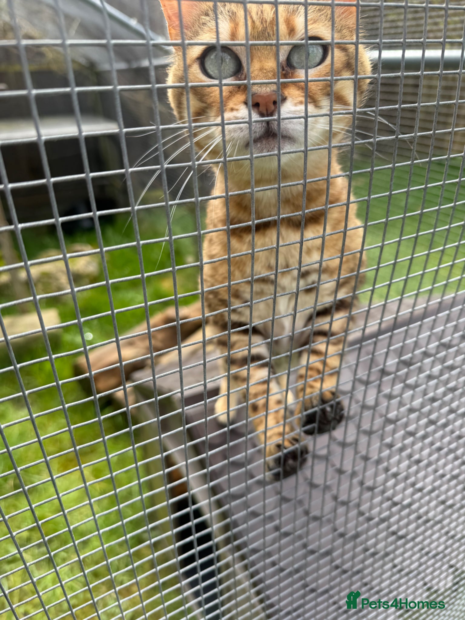 Bengal cats Beautiful Adult Bengals - Advert 9