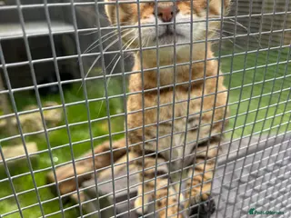 Bengal cats Beautiful Adult Bengals - Advert 9