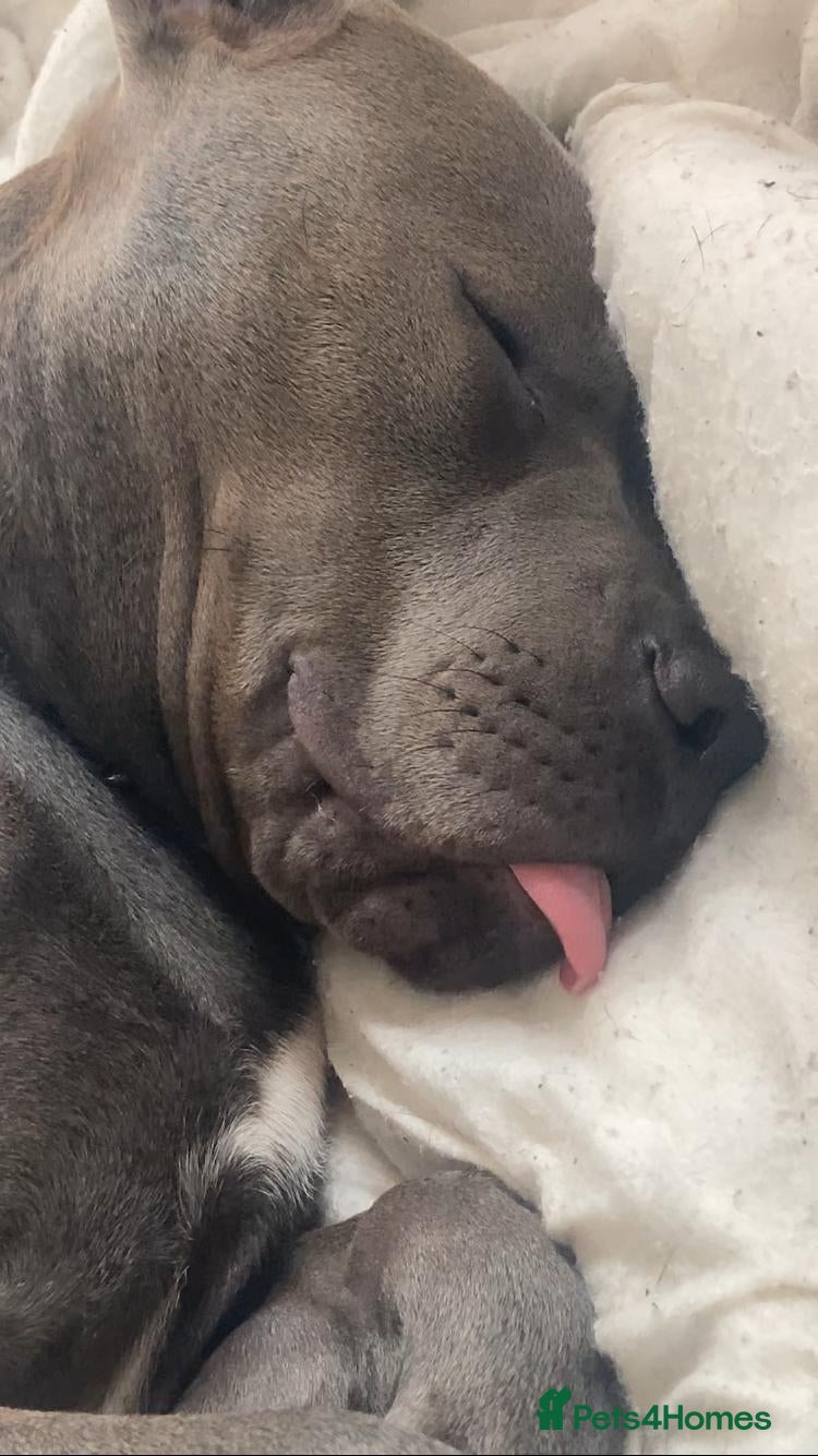 Mixed Breed dogs Zuse the tank  - Advert 8