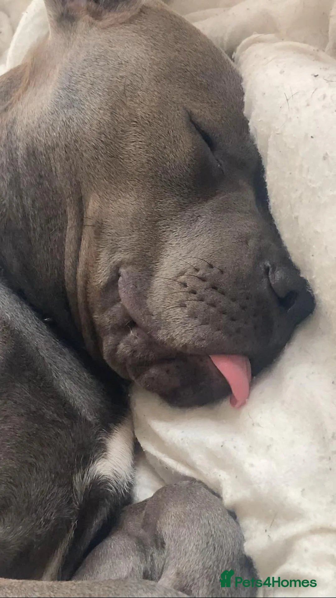 Mixed Breed dogs for sale: Zuse the tank  - Advert 1