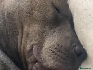 Mixed Breed dogs Zuse the tank - Advert 10