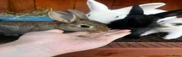 Mixed Breed rabbits for sale: New Zeeland Cross Rabbits  in Newport - Advert 8