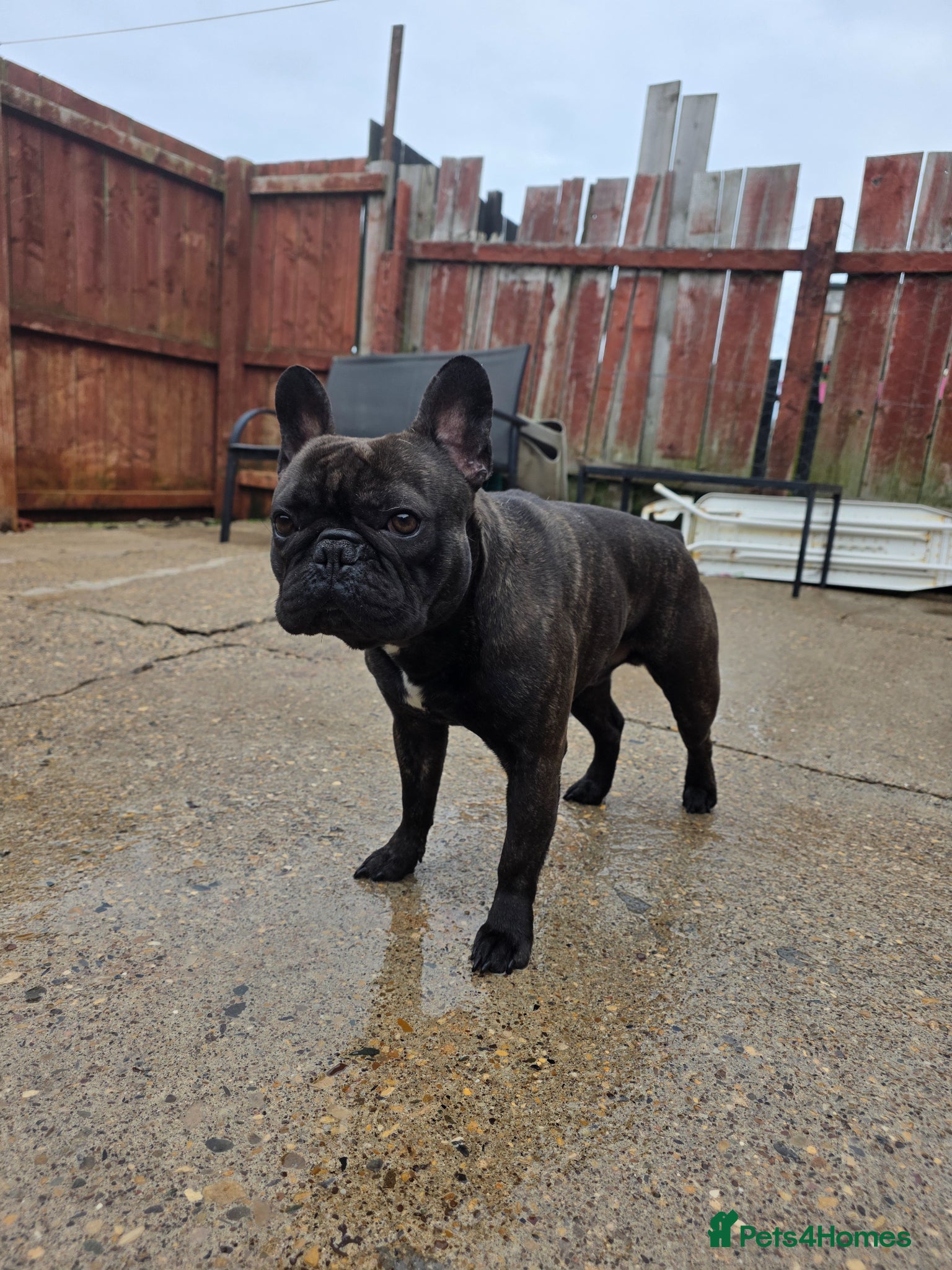 French Bulldog dogs Frech bulldog pedigree brindle boy 2 years old  - Advert 3
