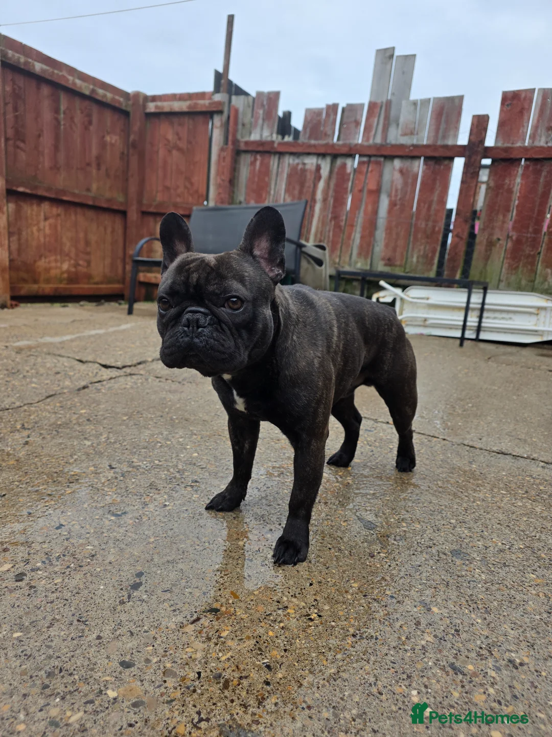 French Bulldog dogs for sale: Frech bulldog pedigree brindle boy 2 years old  - Advert 1
