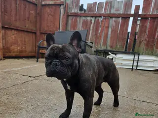 French Bulldog dogs Frech bulldog pedigree brindle boy 2 years old - Advert 3