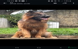 German Shepherd dogs for sale: German Shepherd  - Image 18