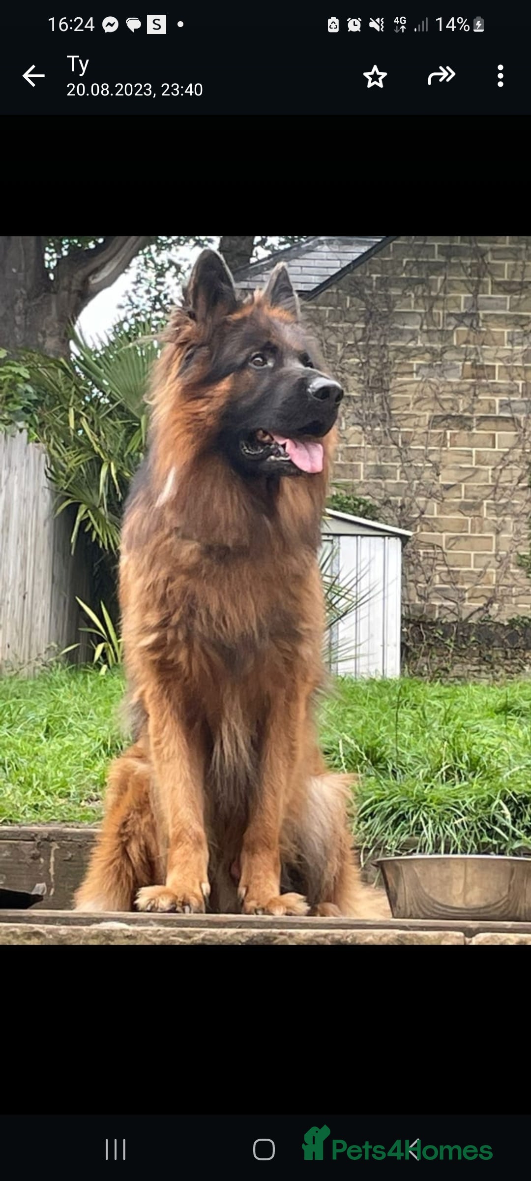 German Shepherd dogs for sale: German Shepherd  - Image 18