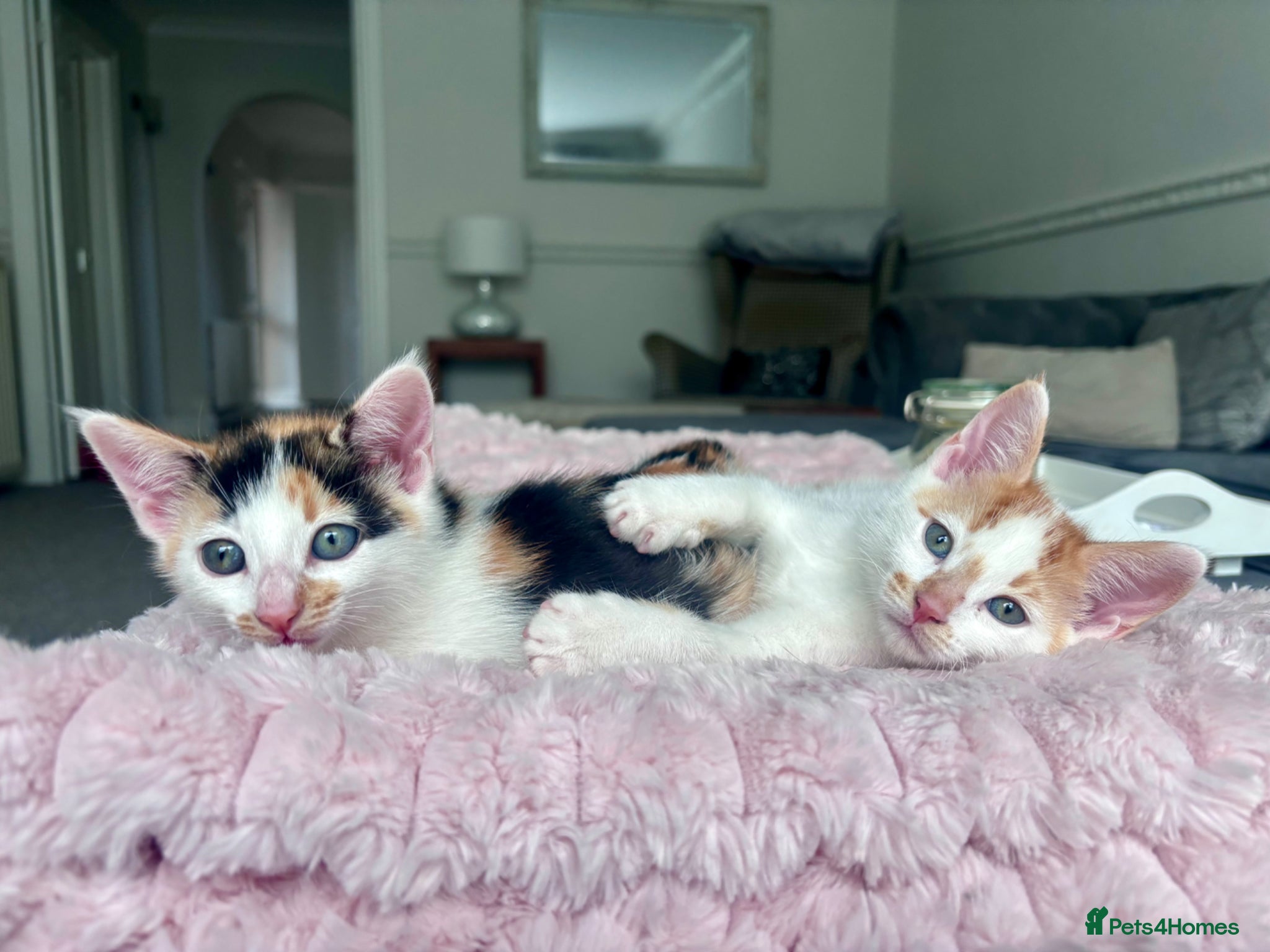 Mixed Breed cats Rare Maine Coon Siamese cross kittens 🐾  - Advert 1