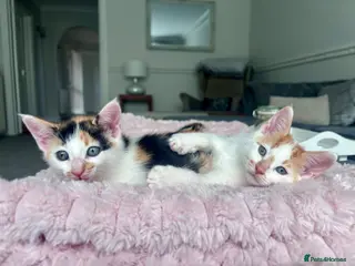 Mixed Breed cats Rare Maine Coon Siamese cross kittens 🐾 - Advert 1