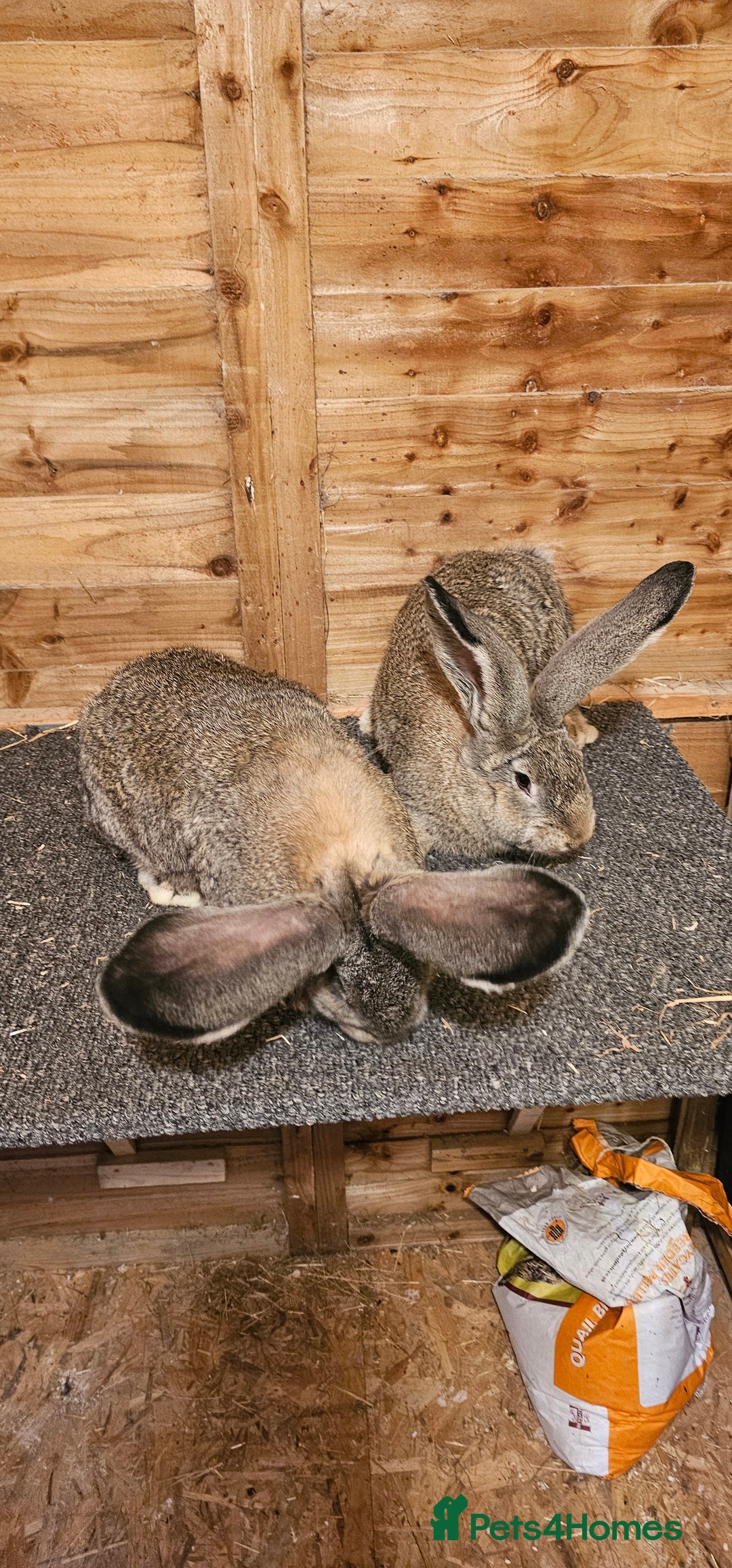 Continental Giant rabbits for sale: Continental giants - Advert 3