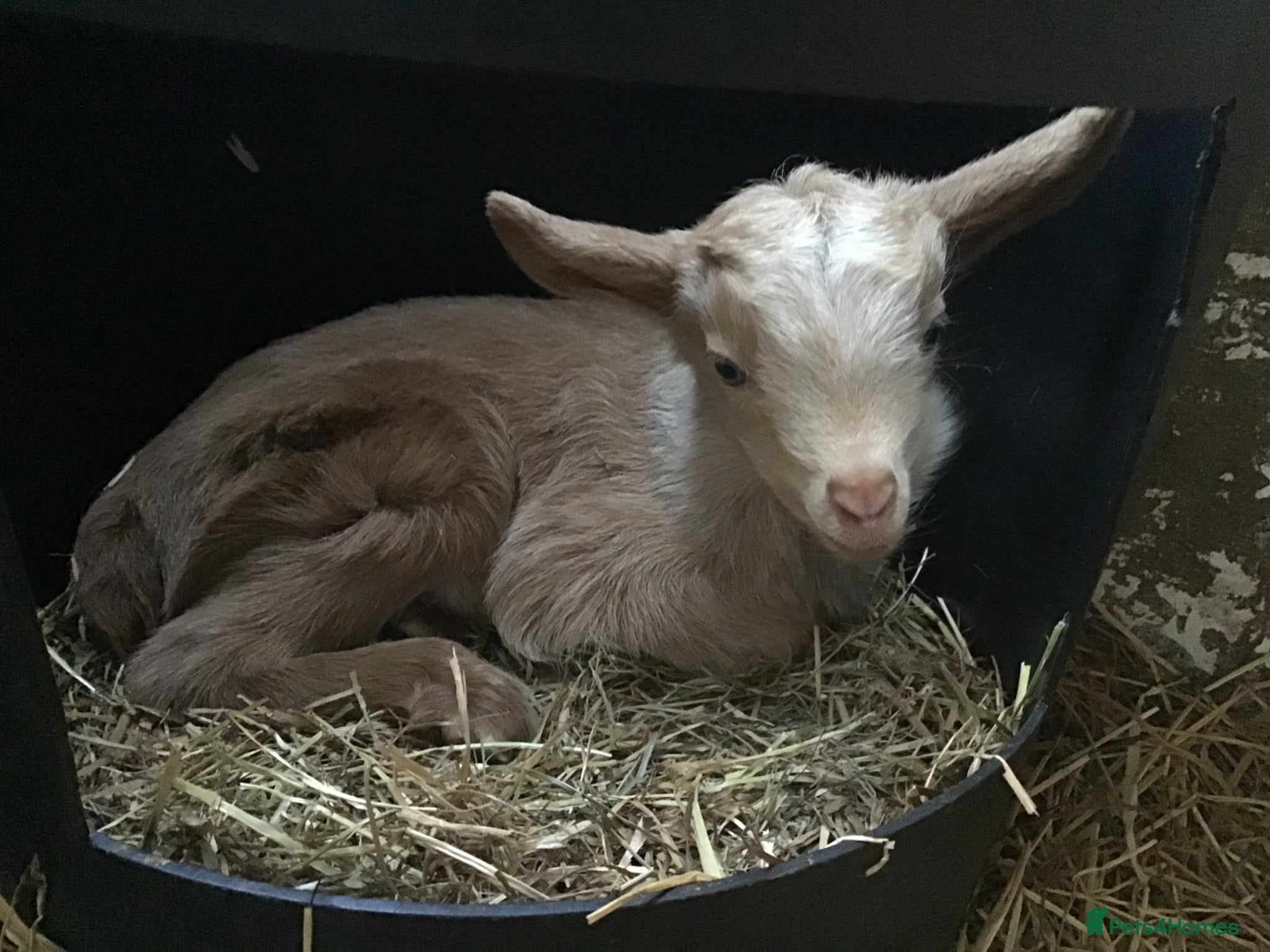 Goats livestock Pedigree Golden Guernsey goats - Advert 1