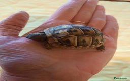 Tortoise reptiles for sale: Herman’s Tortoise Hatchlings  - Image 8